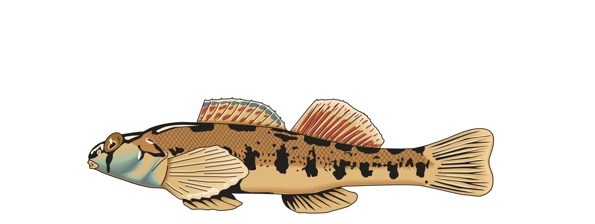 logo_StreamTechs_colorlr.png