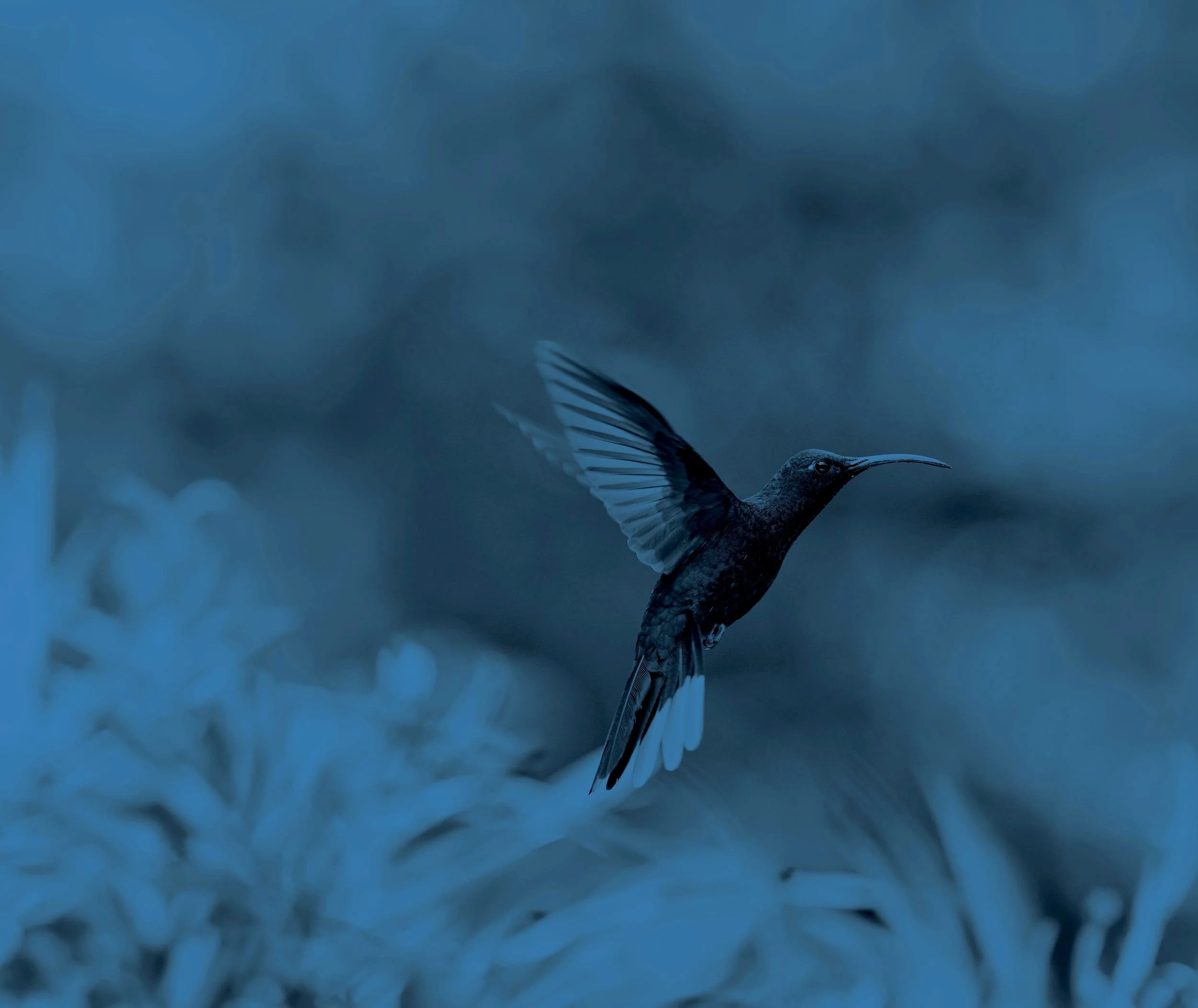 240614_SYMPLEXITY_HUMMING+BIRD_STOCK+IMAGE_BLUE+TONE_V1.jpg