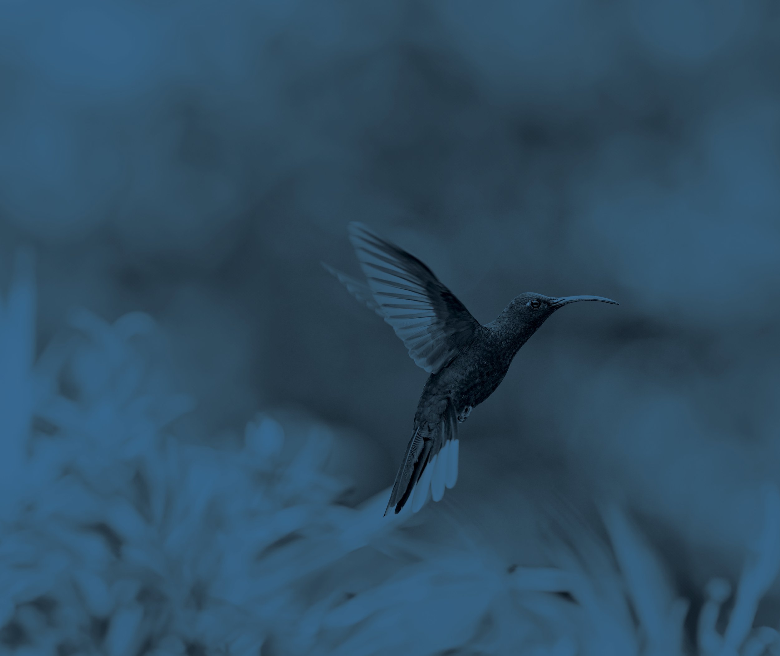 240614_SYMPLEXITY_HUMMING BIRD_STOCK IMAGE_BLUE TONE_V1.jpg