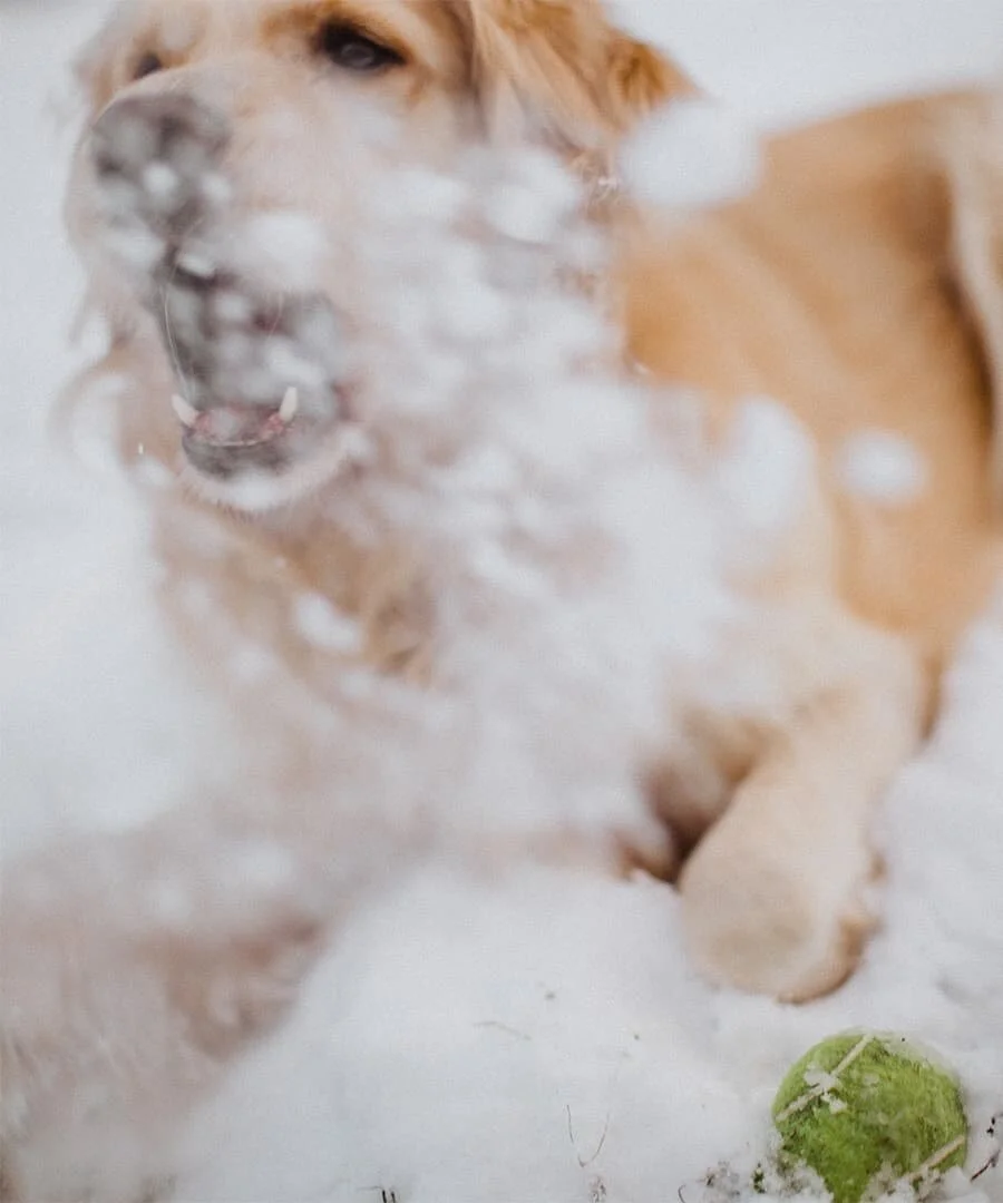 Although he is totally loving the sunbaths he gets daily here in Sicily, I know a part of him, like me, is missing the sparatic snow we would get in Japan! Winter has looked different over here, but we are ready to say farewell to this last one...
.
