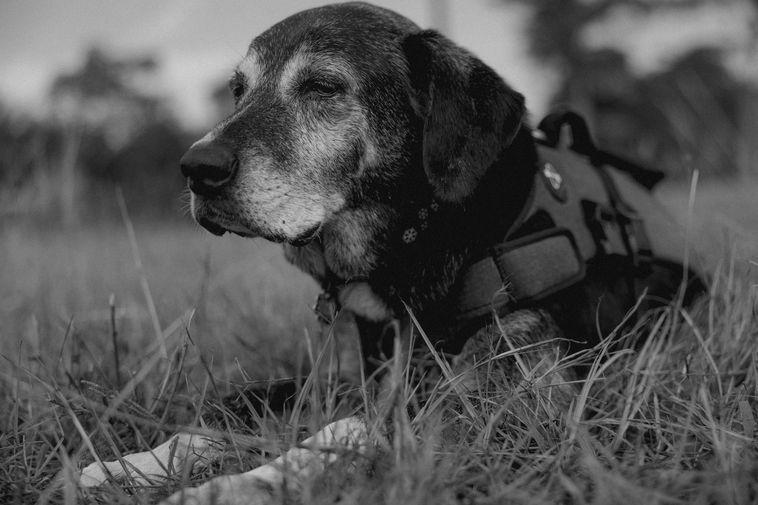 Saying farewell to Old Tip.- Georgia
