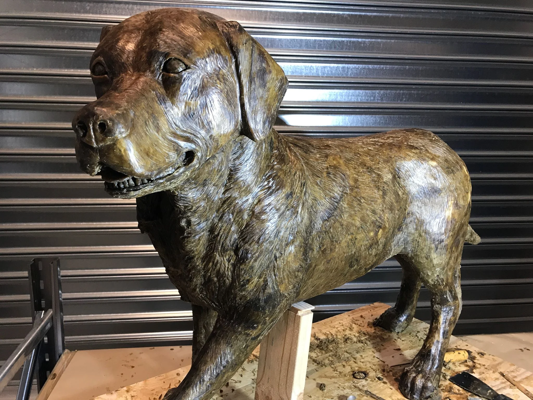 Labrador