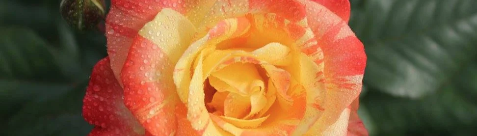 Orange%2Band%2BLemon.jpg