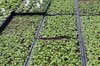 Country Gardens & Nursery photo 5