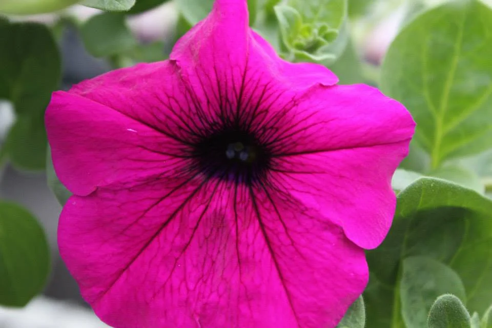 Wave Purple Petunias