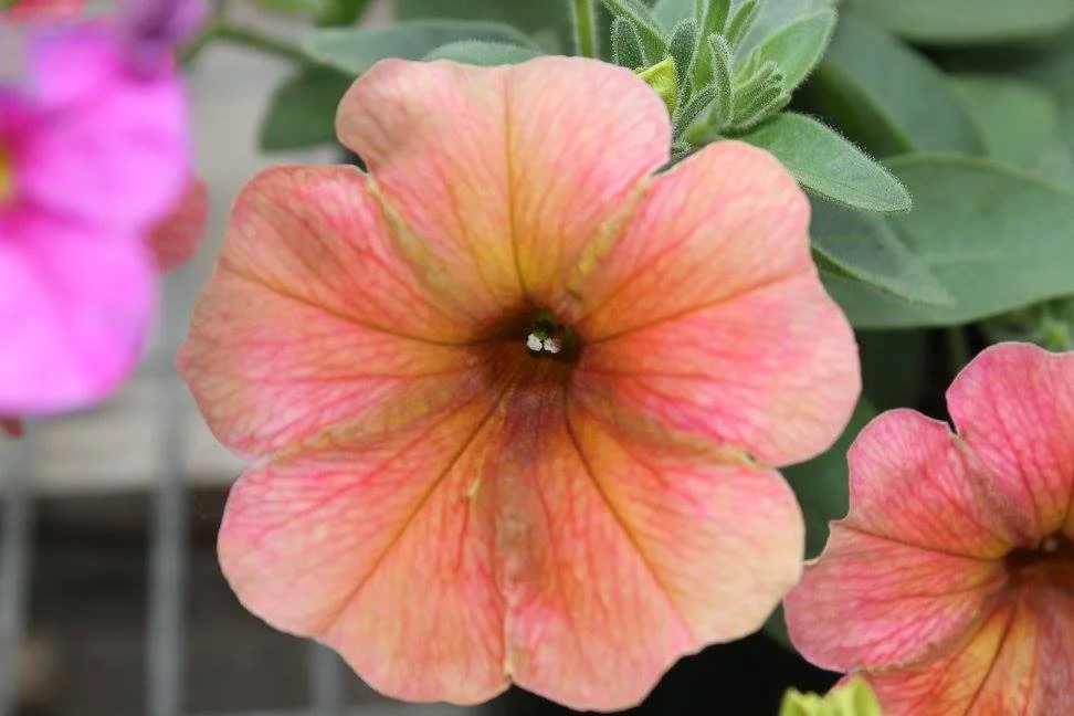 Cascadias Indian Summer Petunias