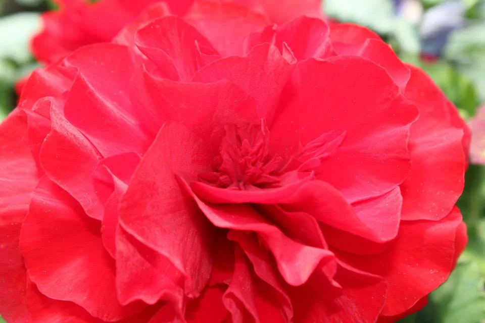 Deep Rose Begonia
