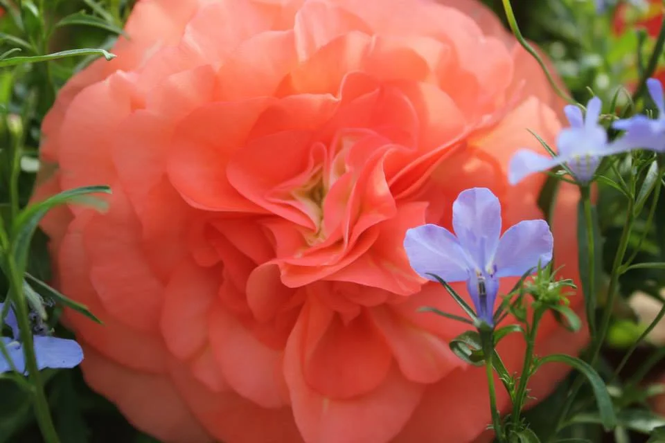 Salmon Nonstop Begonia