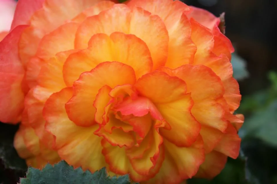 Sunset Shades Begonia