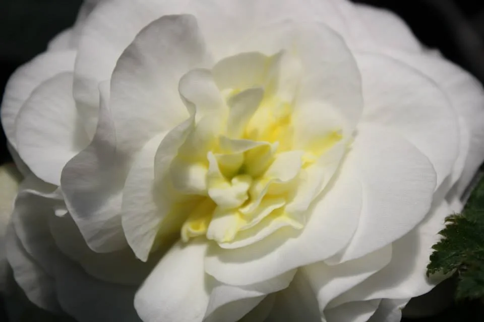 Apple Blossom Nonstop Begonia