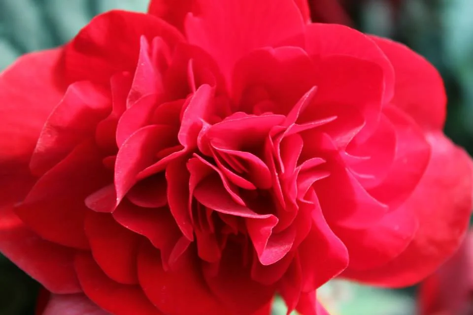 Red Nonstop Begonia