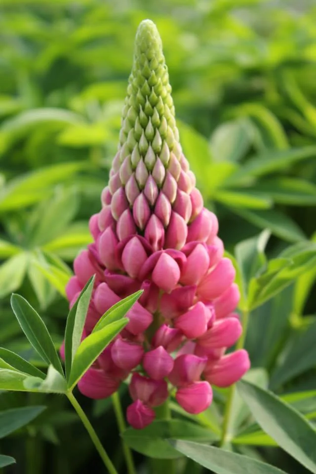 Lupins