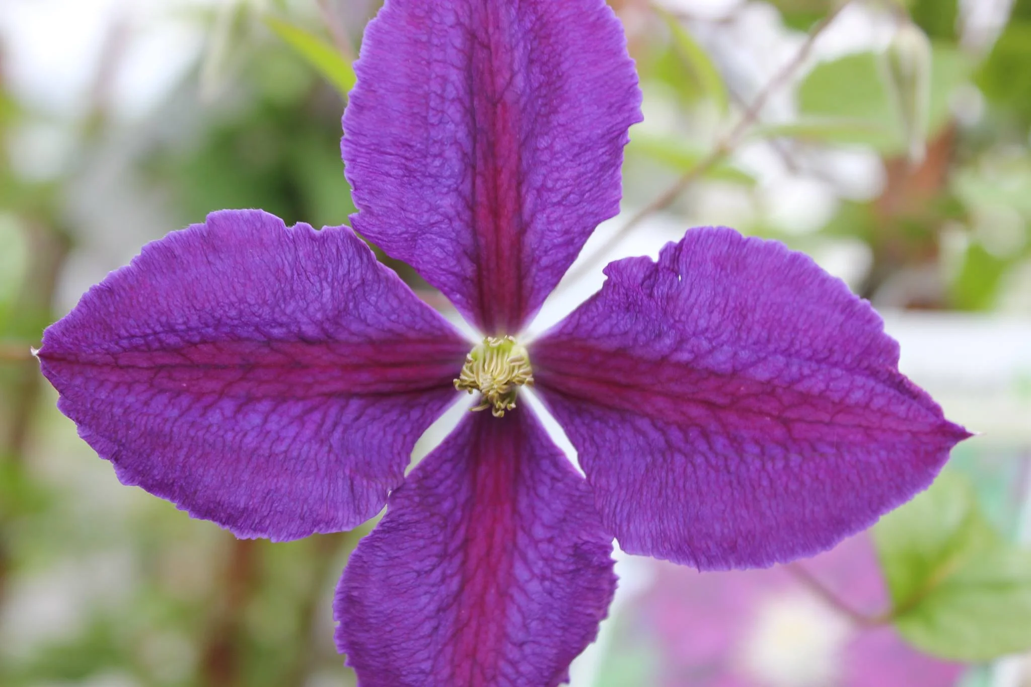 Clematis