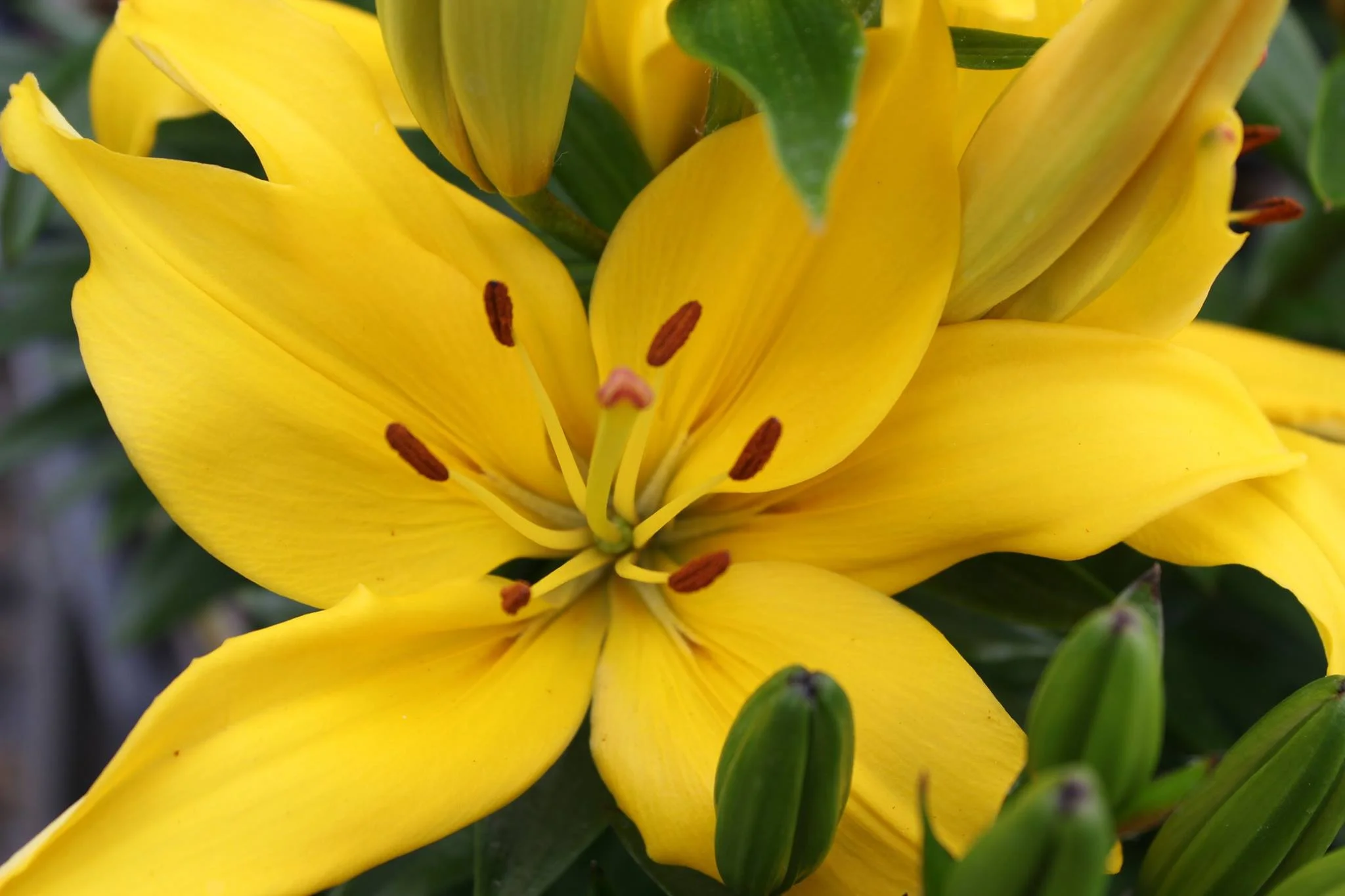 Lily