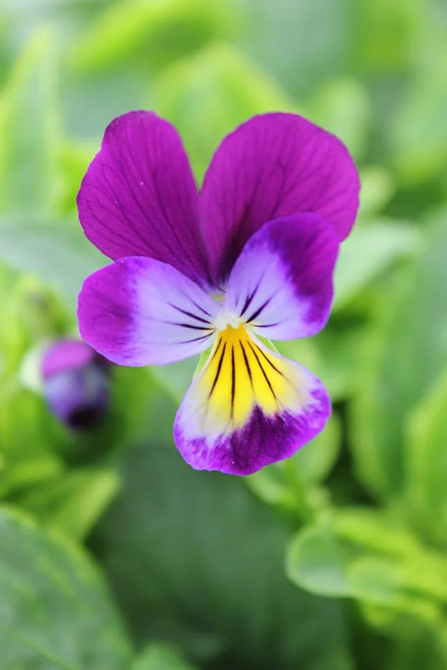 Viola