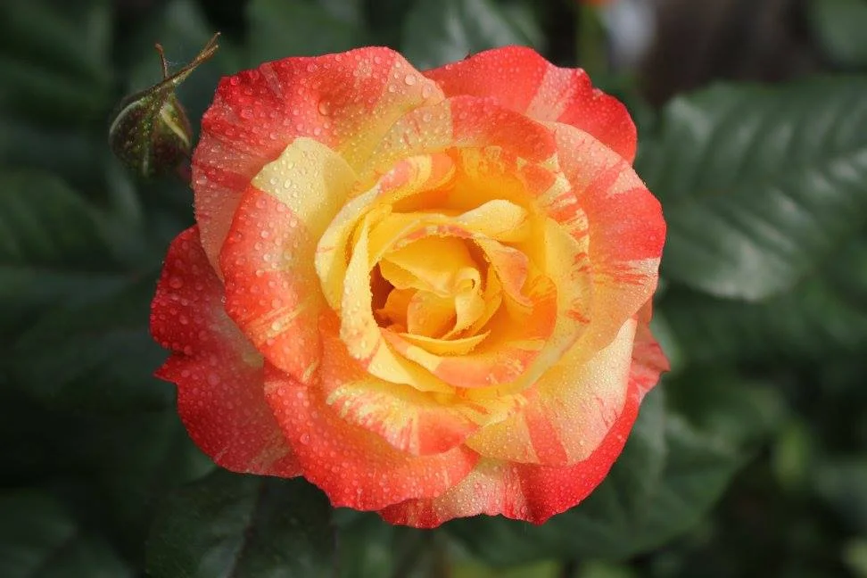 Orange & Lemon Rose Bush