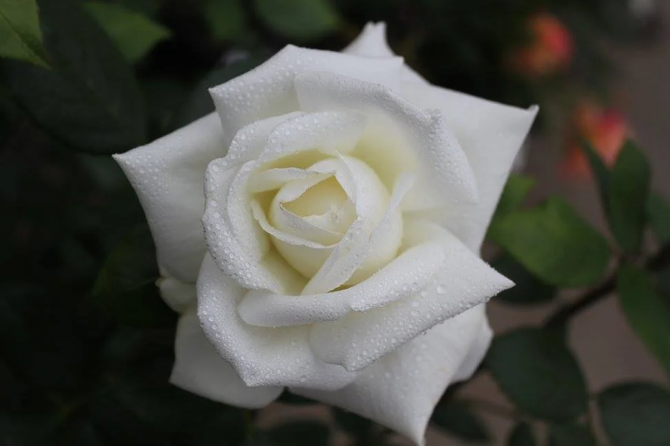 Sugar Moon Hybrid Tea
