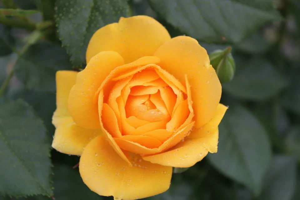 Julia Child Floribunda