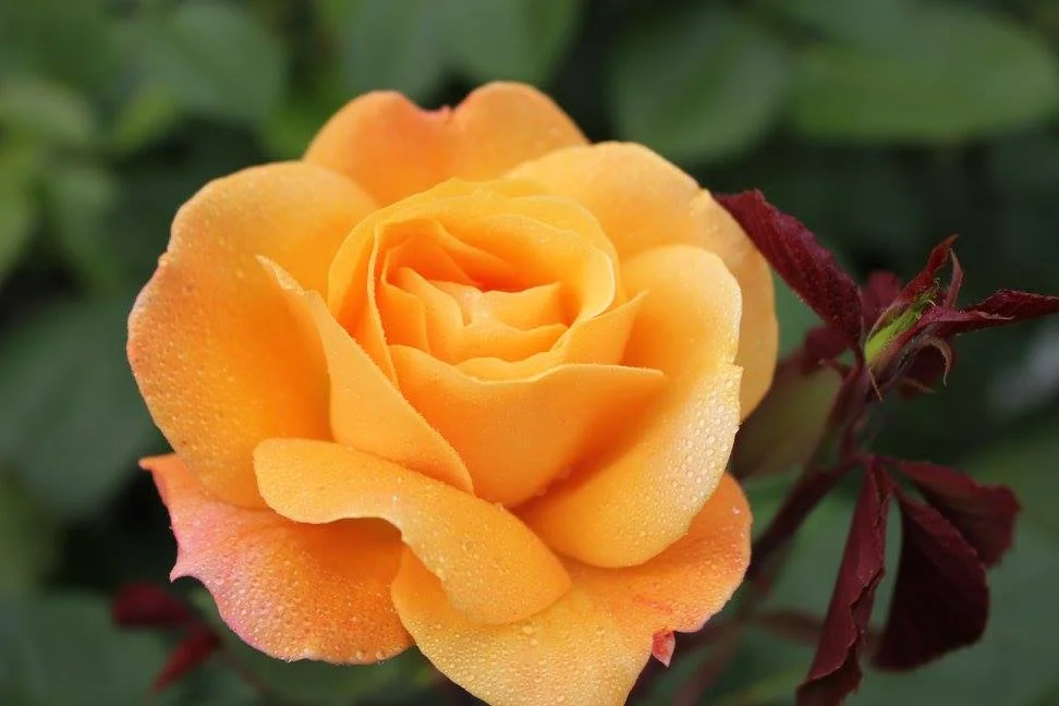 Ch-Ching Grandiflora
