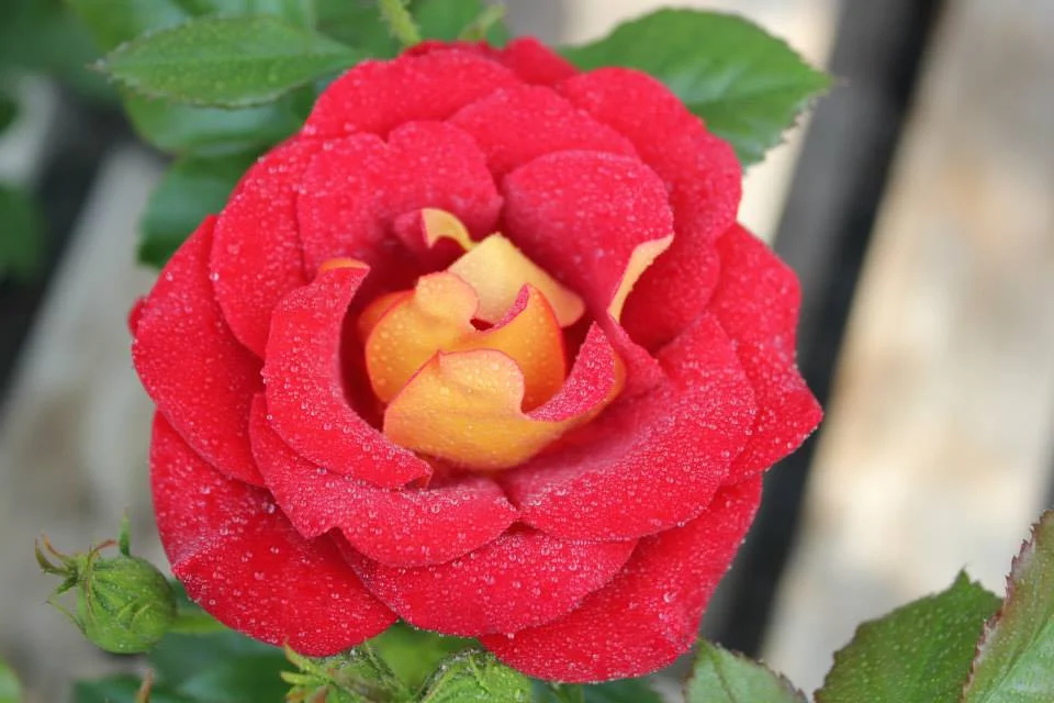 Ketchup & Mustard Floribunda
