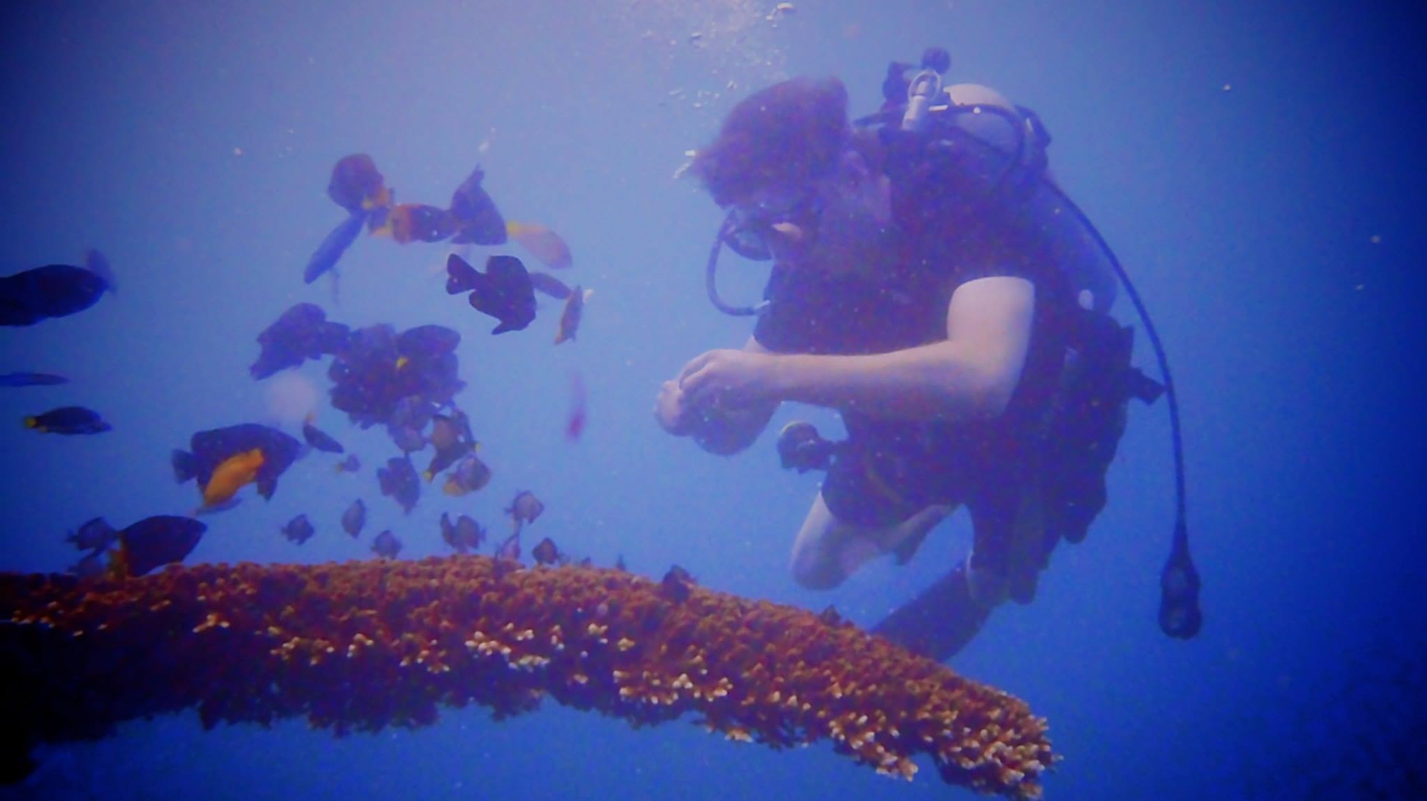 Diving in Cangu