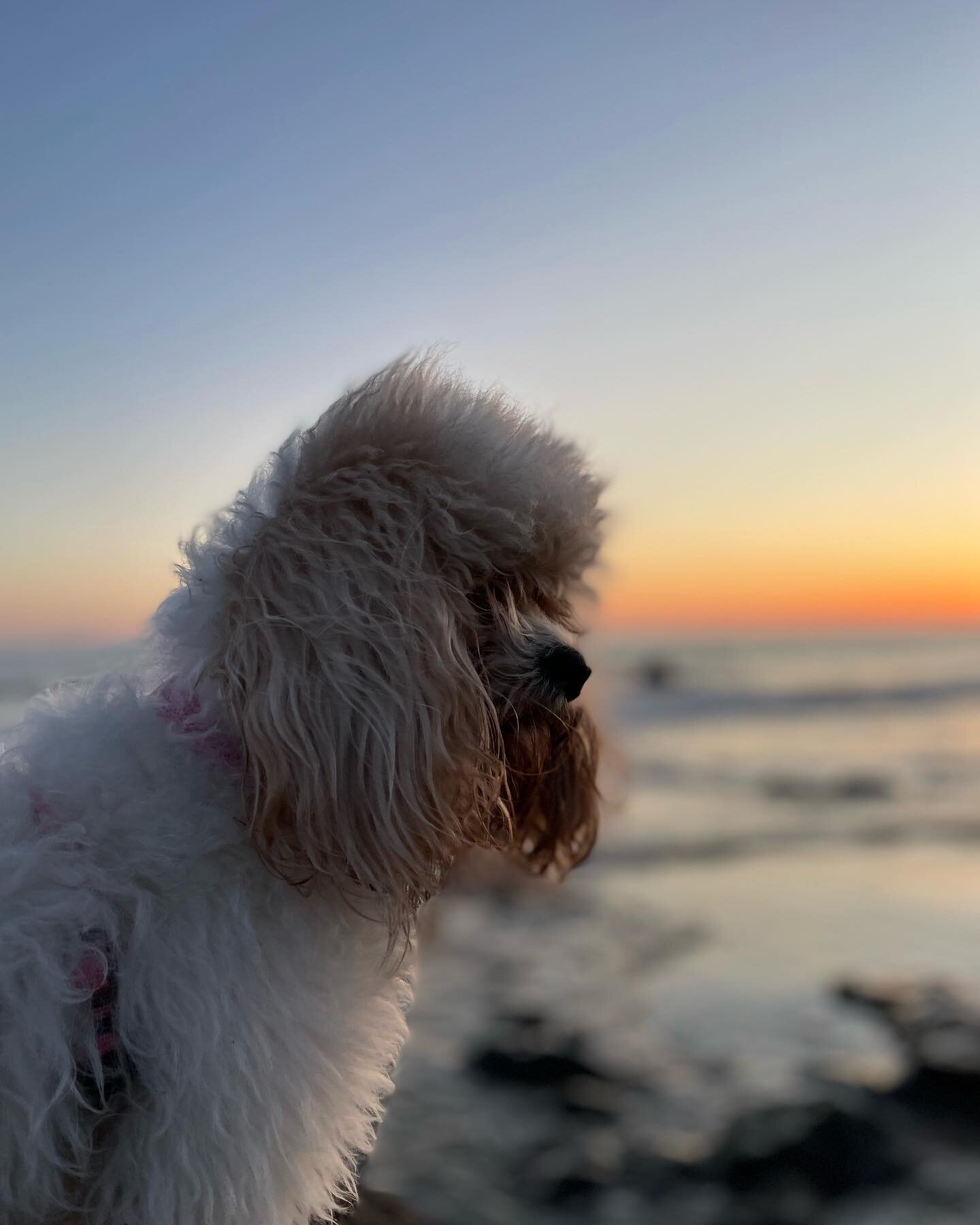 I wonder what she&rsquo;s thinking whilst watching the sunset&hellip;. &hearts;️ good to be back on the beach