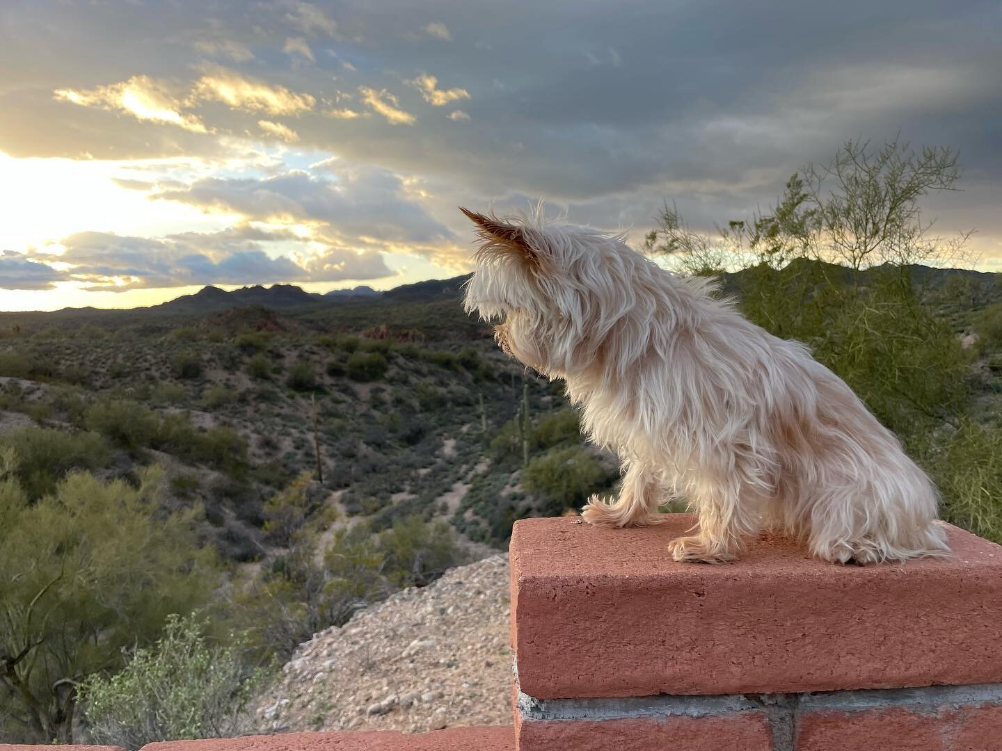 Sweet little Penny is in AZ! &hearts;️ what a treat!