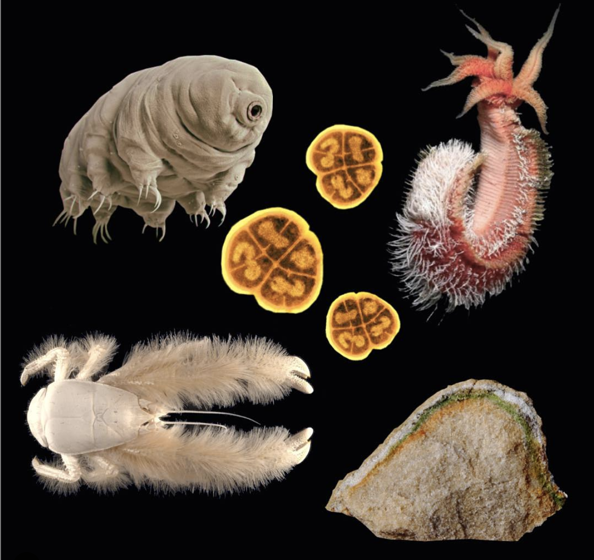 Extremophiles.png
