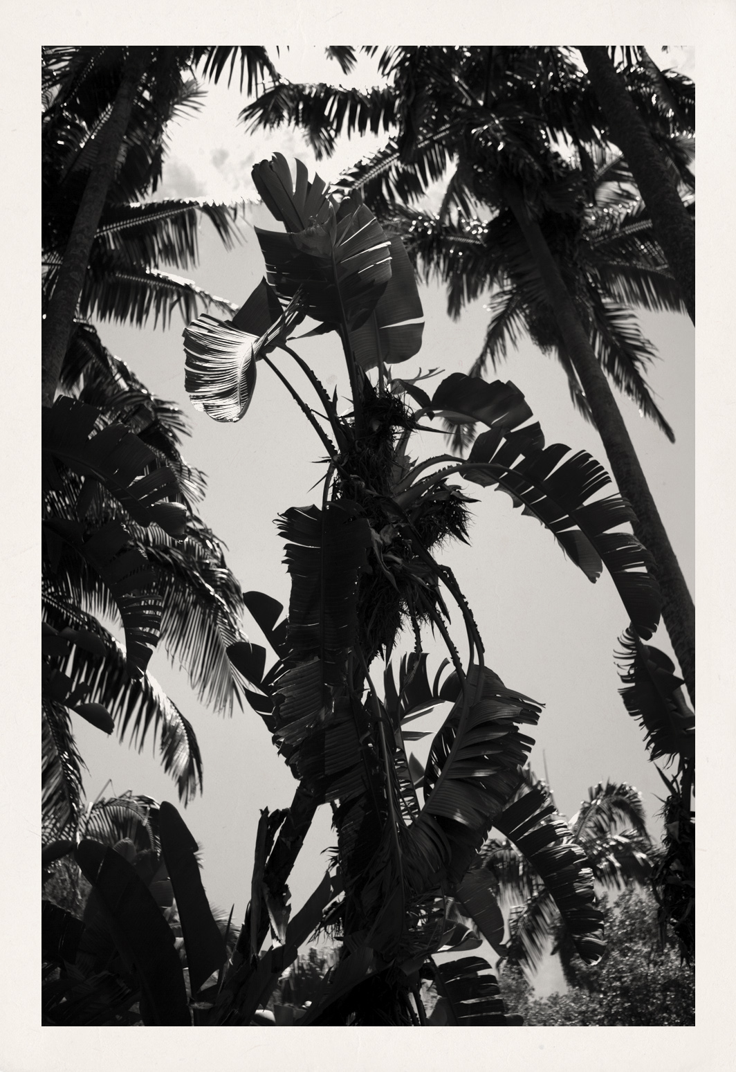 Palms2.jpg