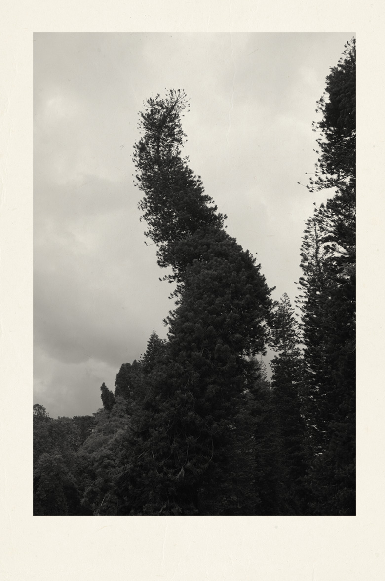 Pine Tree.jpg