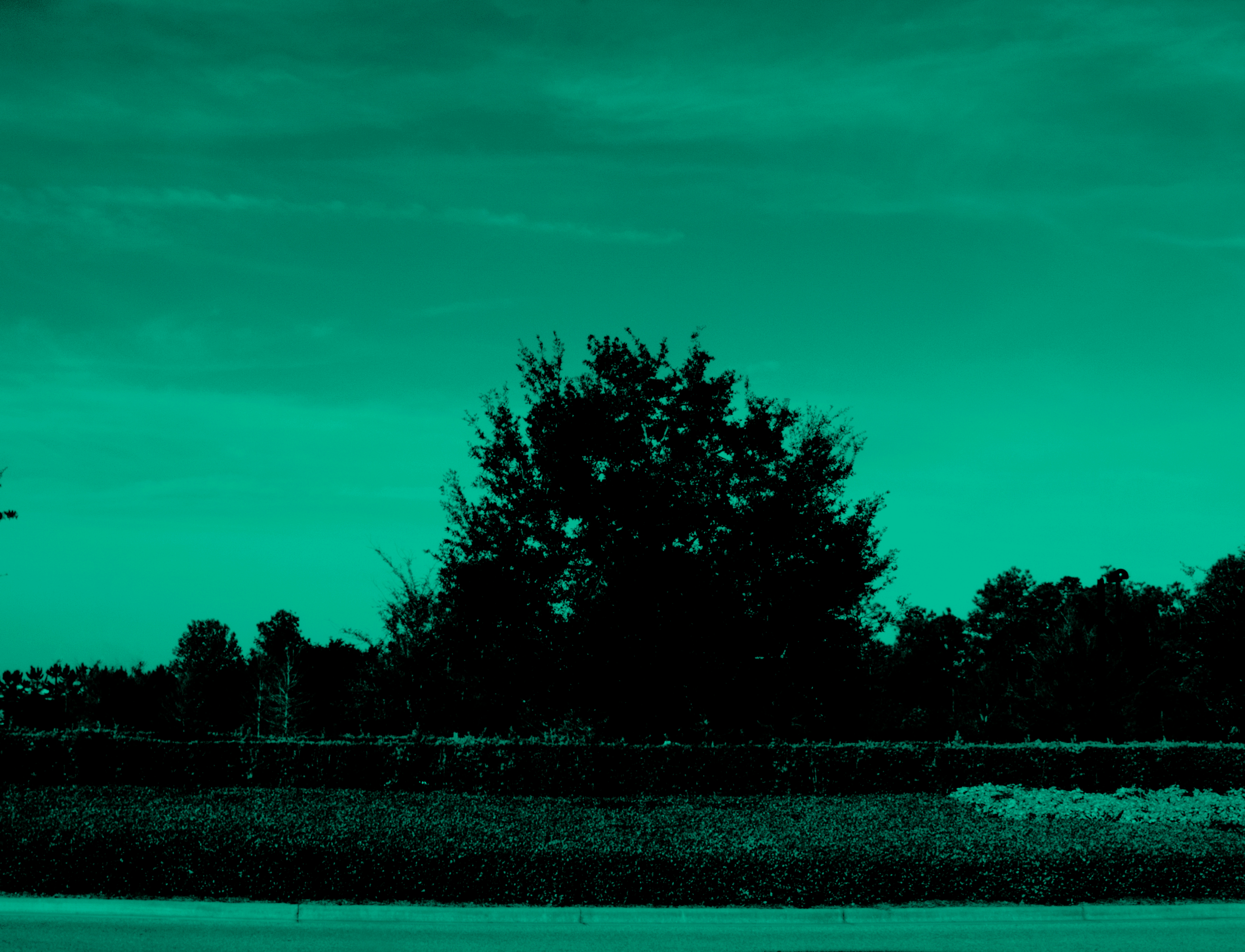 Tree by James Reid