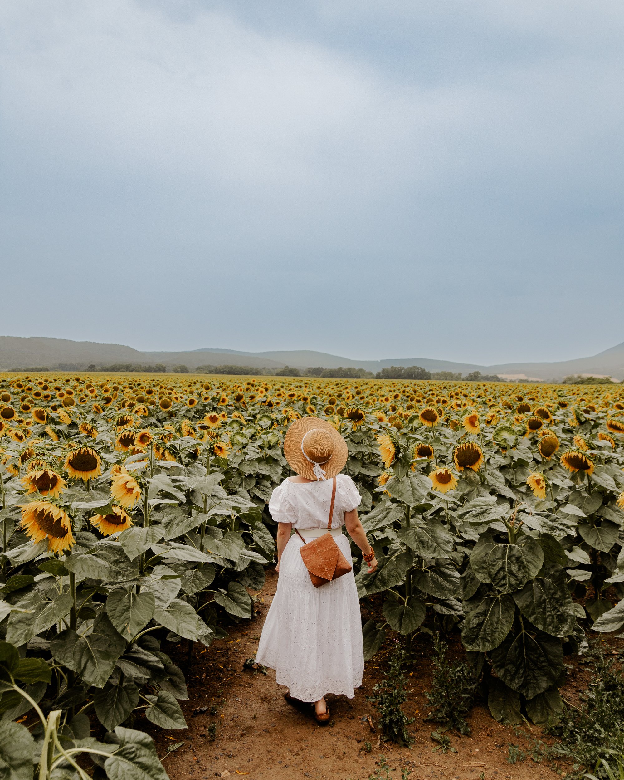 Sunflowers Woodland Pouch_Pilisszántó_230730-8470.jpg