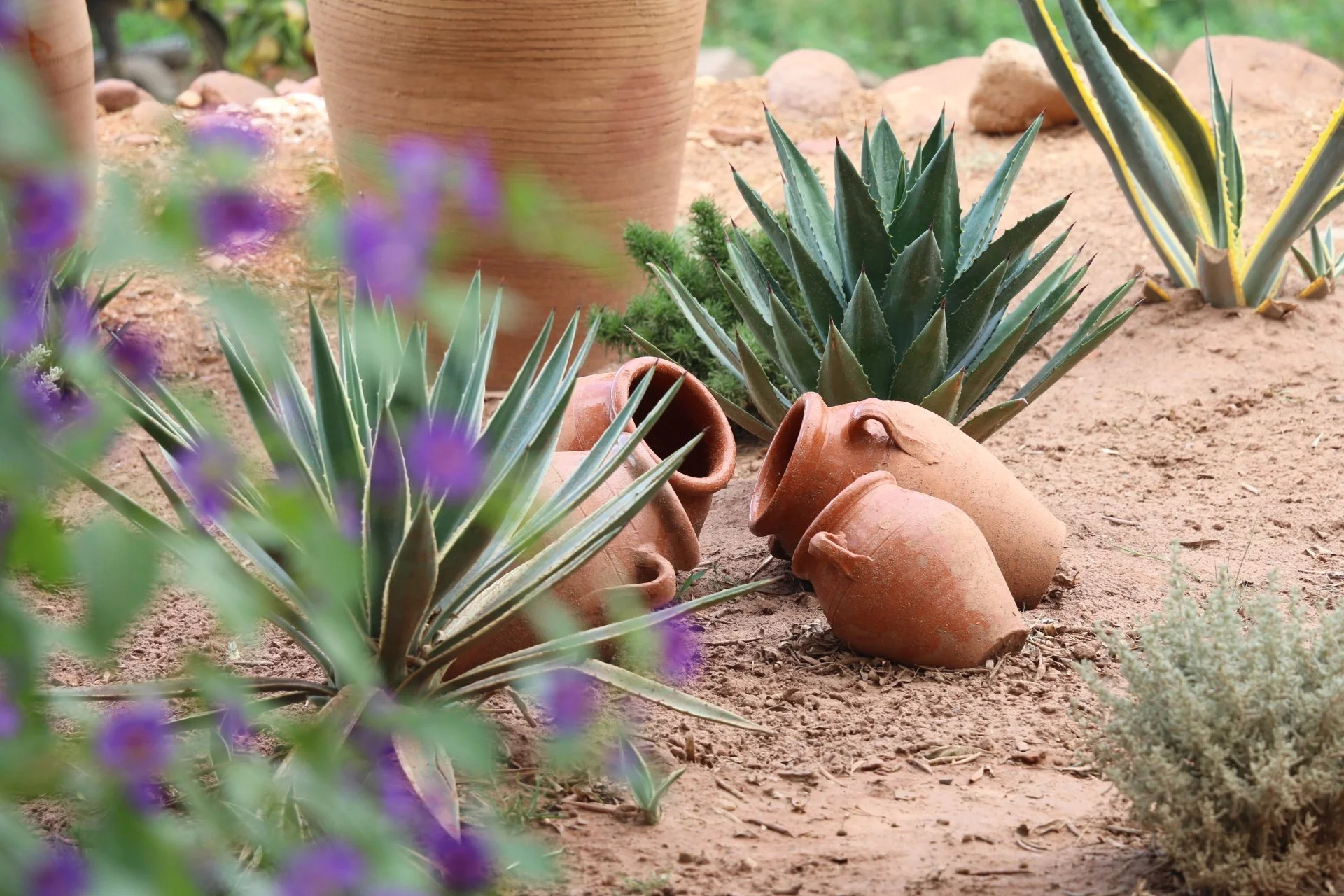 Courtyard plants and pottery at Bab Zouina