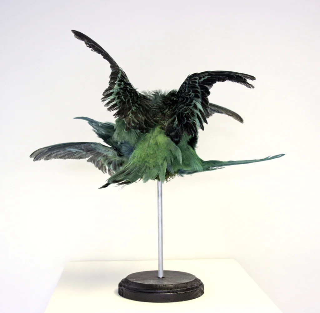 Sherene Scott, Night plume, 2016, bird wings, metal, wood, 32x27x21cm