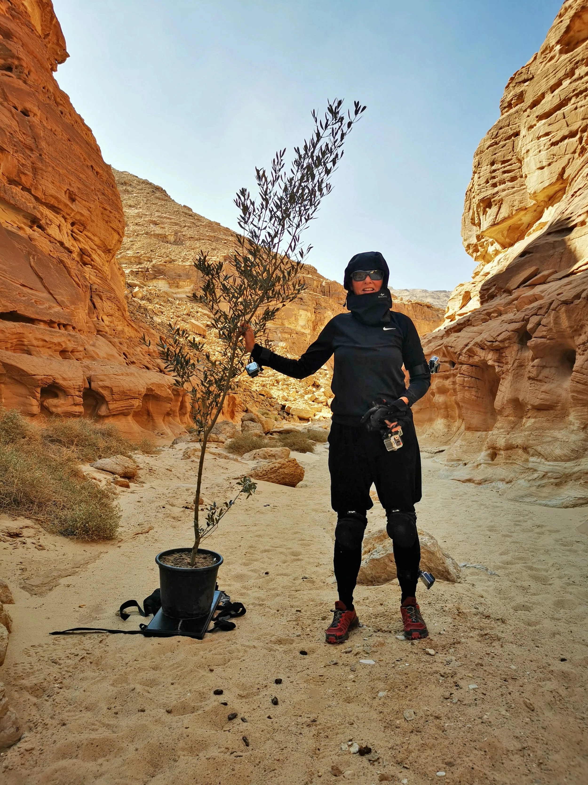 Crossed Paths – Olive Tree 2, performance for COP27, Sharm El-Sheikh, Egypt, 2022. Photo: Ashley Calvert