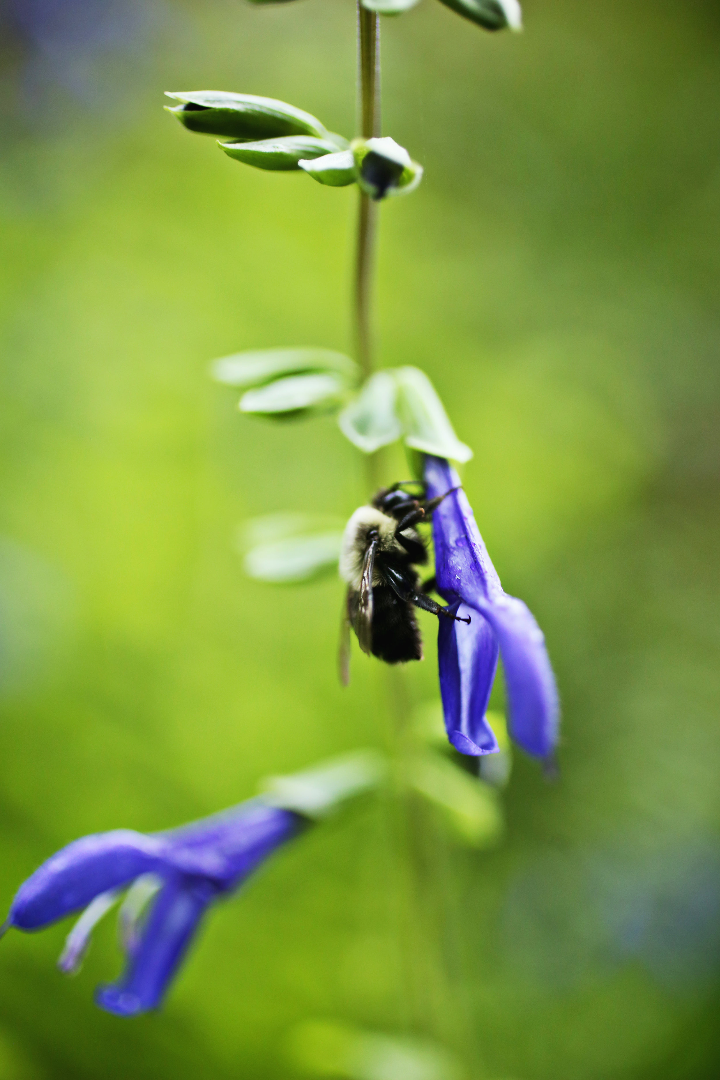 Carpenter bee nectar robbing.jpg