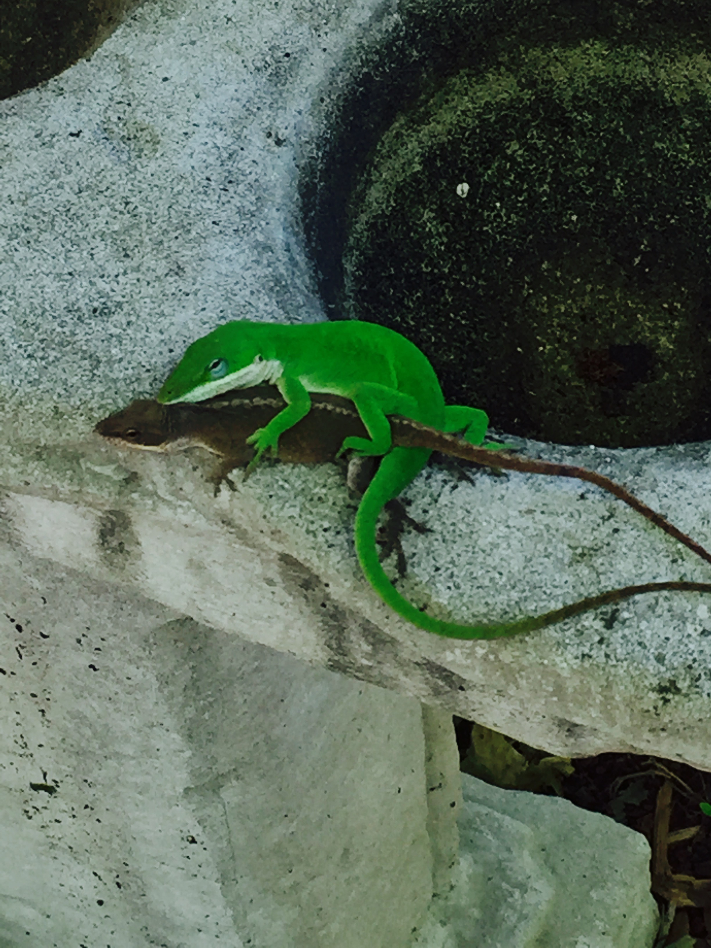 Green Anoles.jpeg
