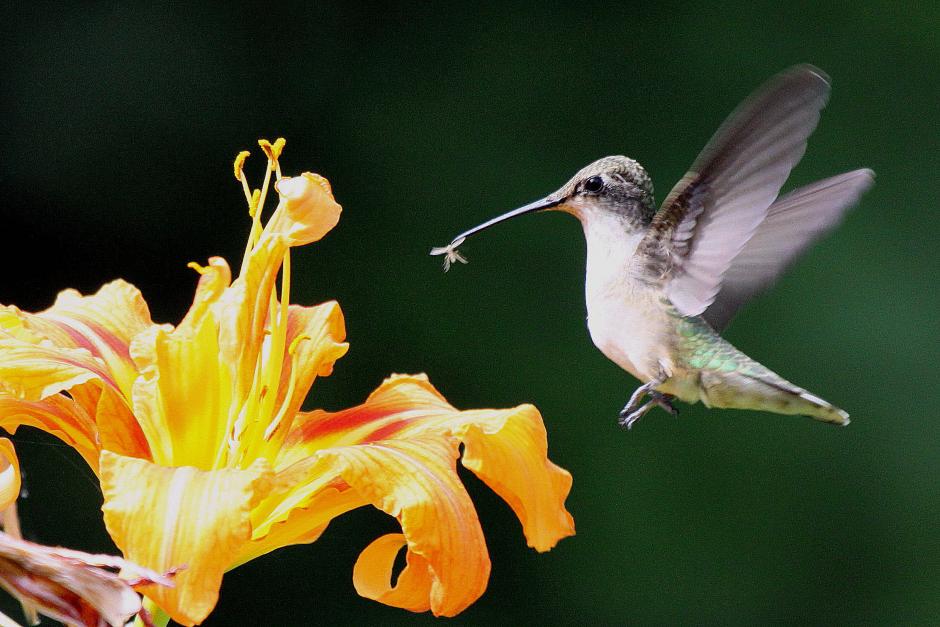 ruby_throated_female-hummingbird_tom-moxley.jpg