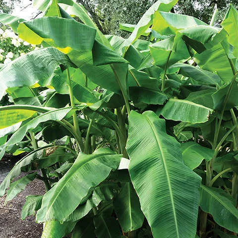 Banana—Musa basjoo