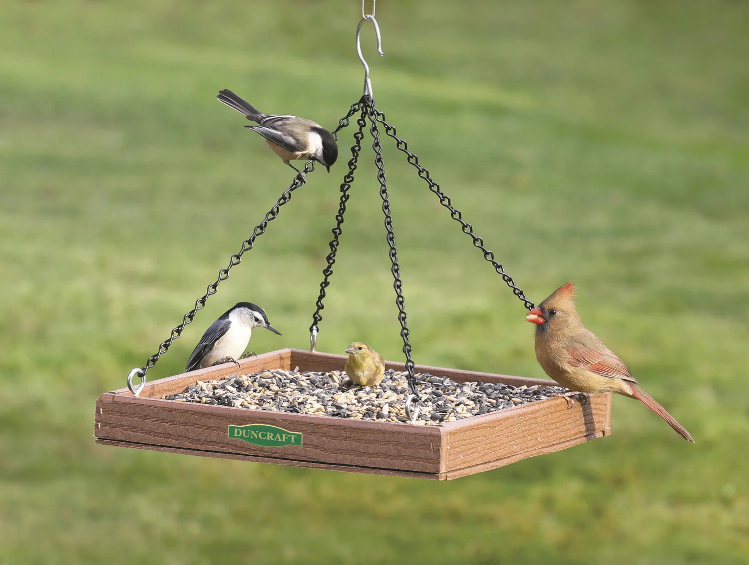 Platform feeder.jpg