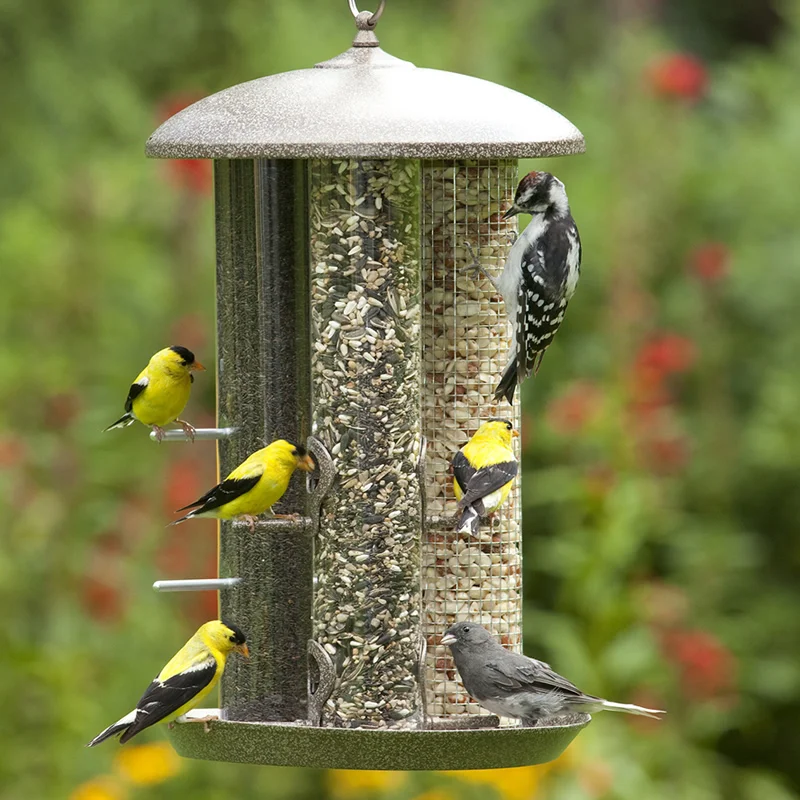 Tube Feeder House, purple finches, American goldfinches, sparrows, chickadees, nuthatches, and juncos all favor Nyger seed.