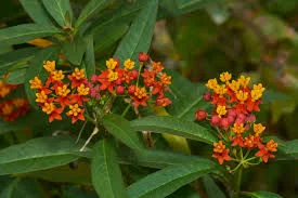 Asclepias curassavica, commonly known as tropical milkweed