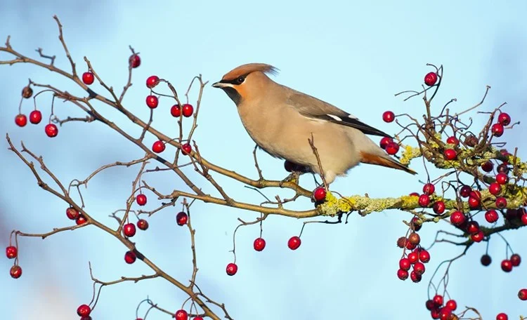 Bird Gardens