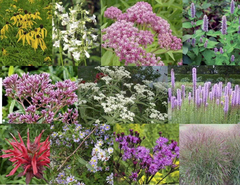 2.Pollinator_Garden_Sun-Part_Moist-Wet_1024x1024.jpeg