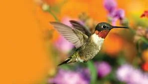 Hummingbird Workshop--TBD