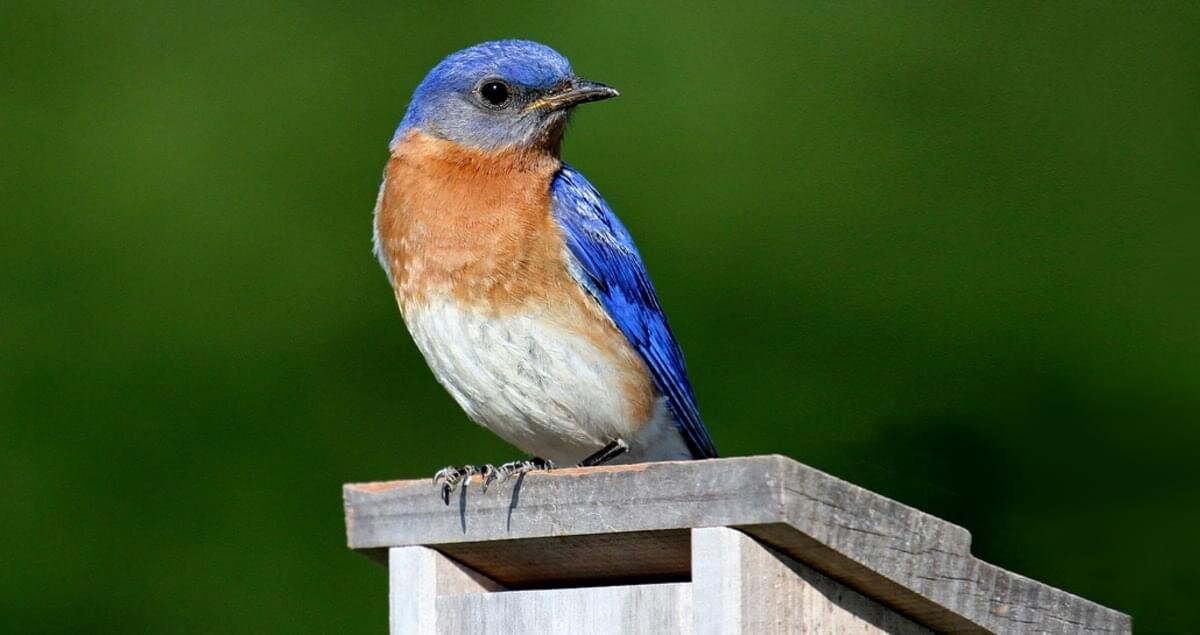 How-to Attract and Care for the Eastern Bluebird--TBA