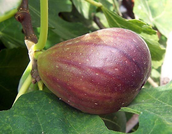 FIG, Ficus carica—Kind, Culture, Care, and Comments — Bee Better Naturally  with Helen Yoest