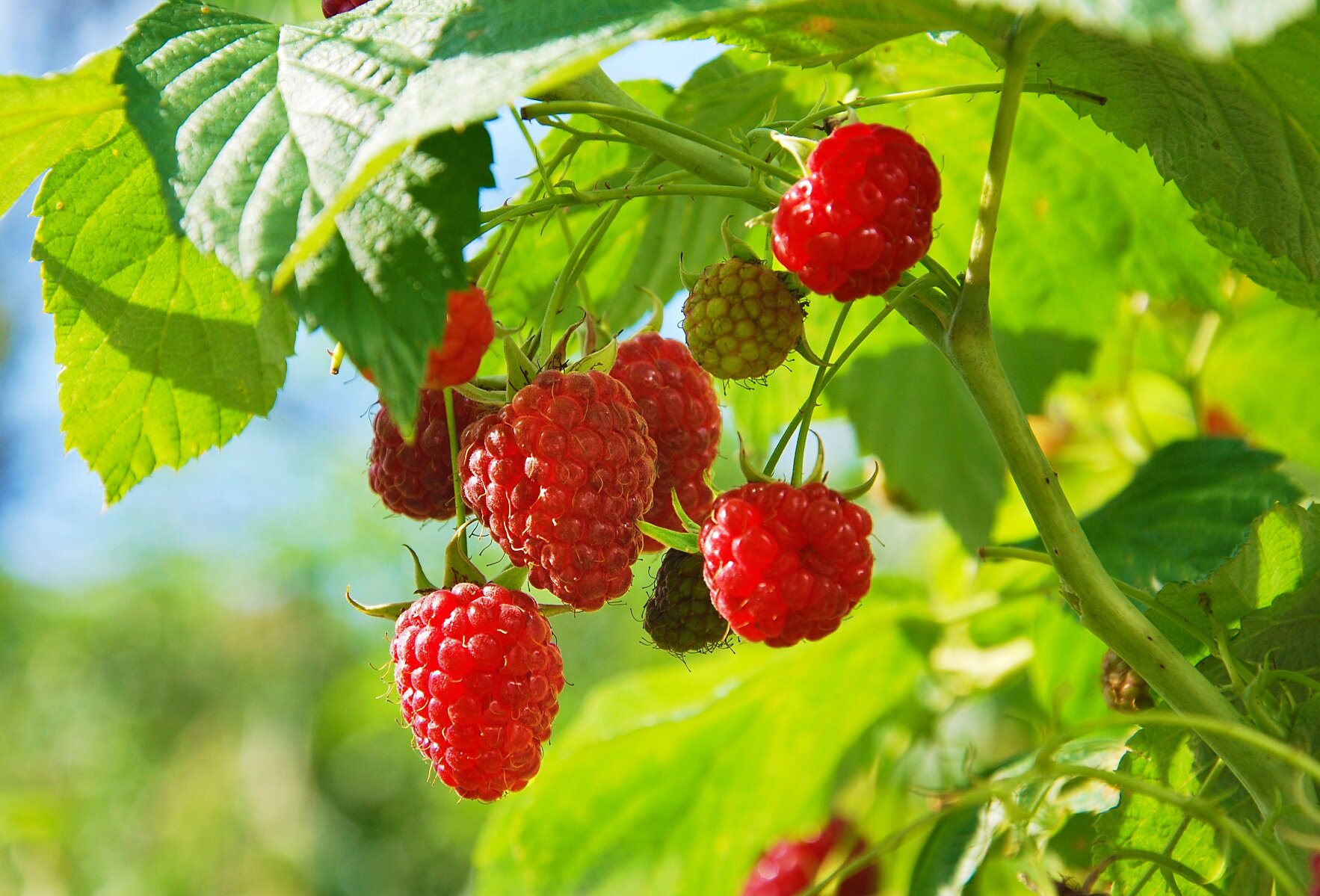 RASPBERRIES, Rubus idaeus—Kind, Culture, Care, and Comments — Bee Better  Naturally with Helen Yoest