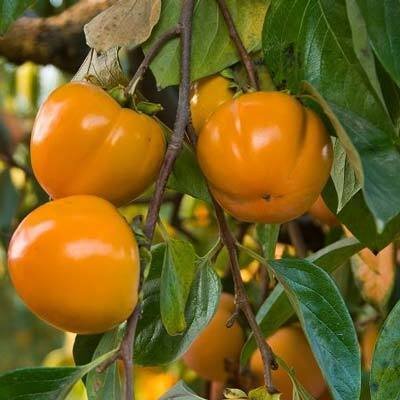 PERSIMMON, Diospyros kaki 'Fuyu'—Kind, Culture, Care and Comments — Bee  Better Naturally with Helen Yoest