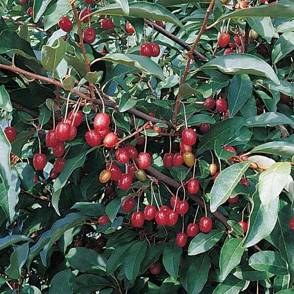 Elaeagnus multiflora Goumi Berry 7 UNROOTED cuttings delicious - edible 